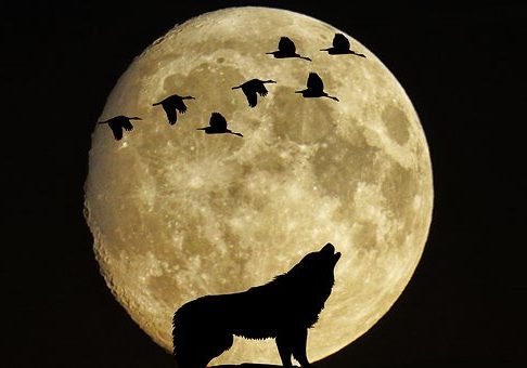 luna-vlk